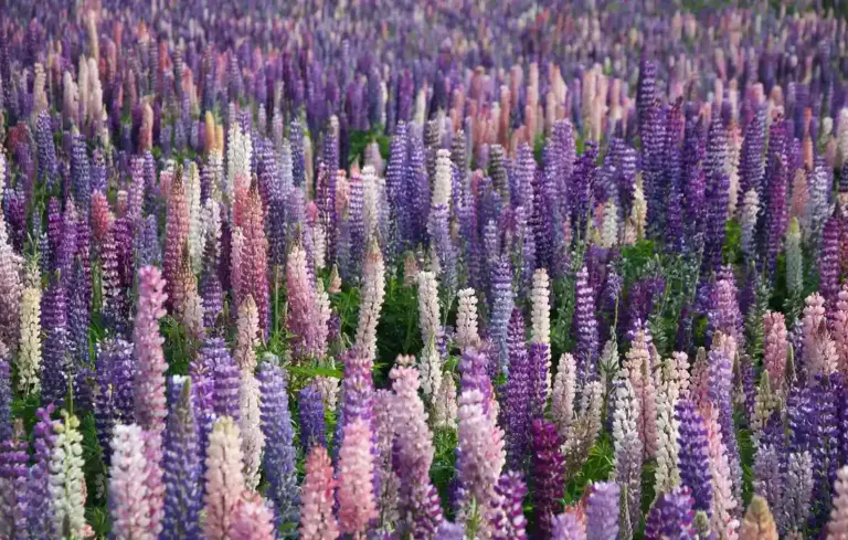 Field of lupine flowers in purple, pink, and white