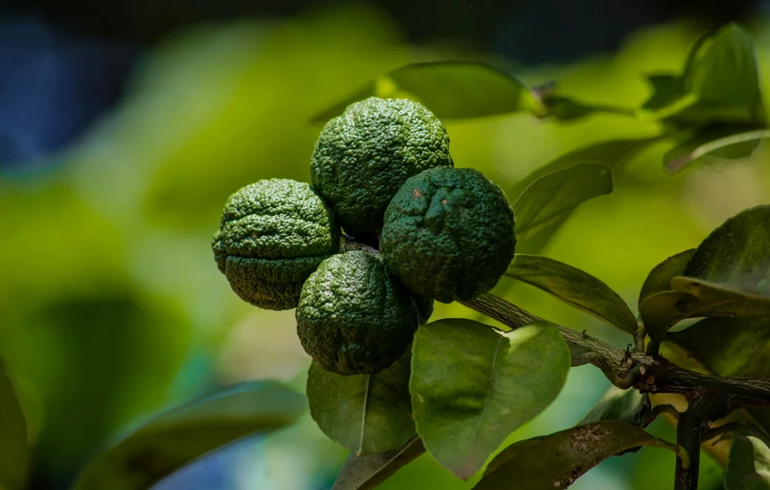 Close-up of green, wrinkled citrus fruits on a leafy branch (makrut limes).
