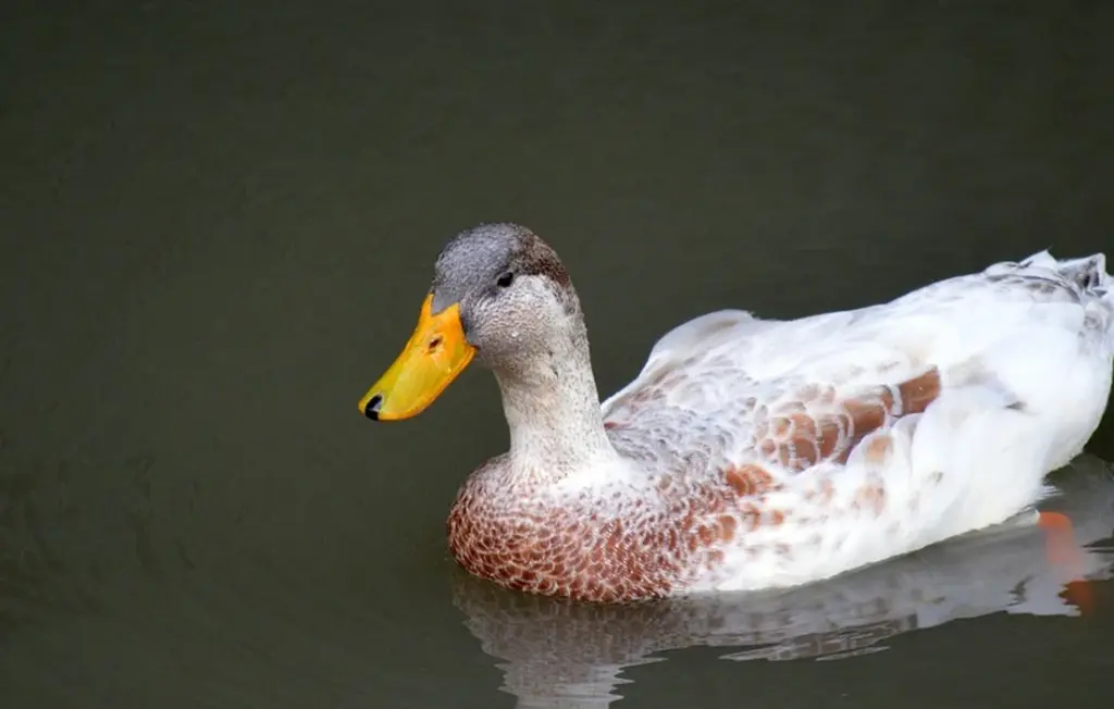 What Do Ducks Eat? The Simple Homesteader’s Guide to Healthy, Happy Flocks