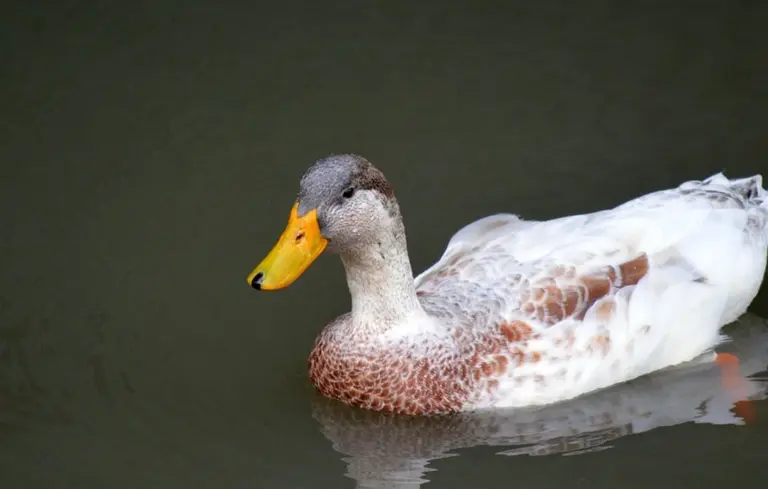 A female mallard duck swimming on a dark pond