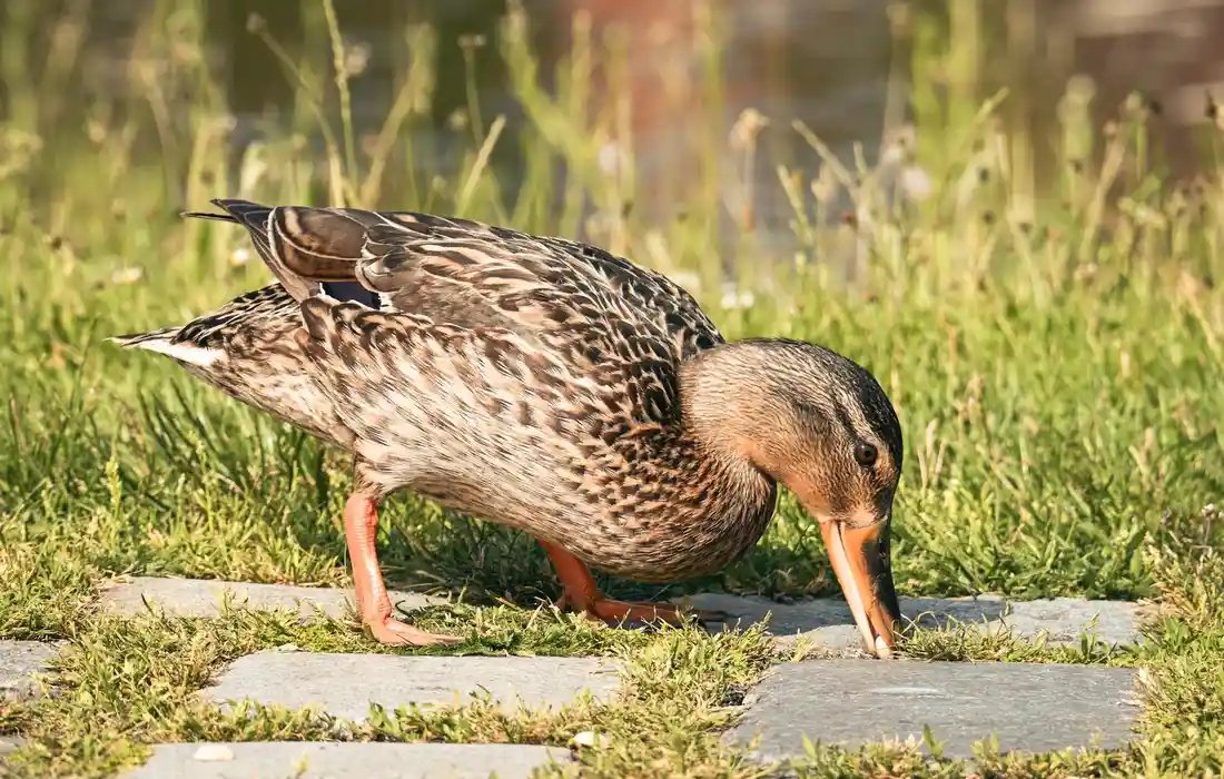 A brown female duck foraging on grassy ground beside a stone pathway