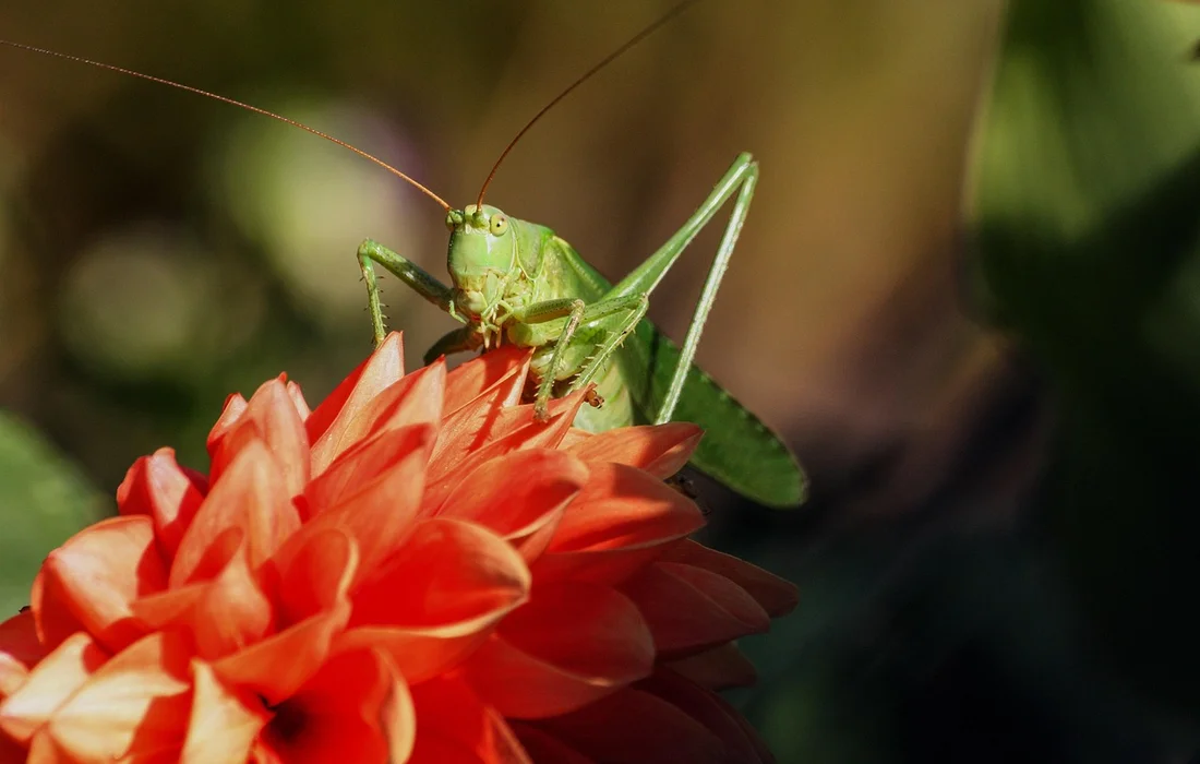 Green praying mantis perched on a bright red-orange flower.