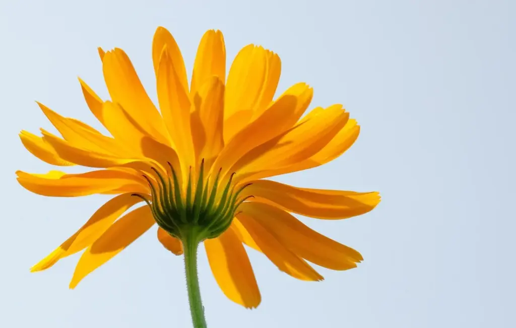 Marigolds and Livestock Safety: Your Pasture Pest Control Solved