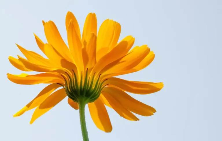 Close-up of a bright orange marigold flower against a pale blue sky.