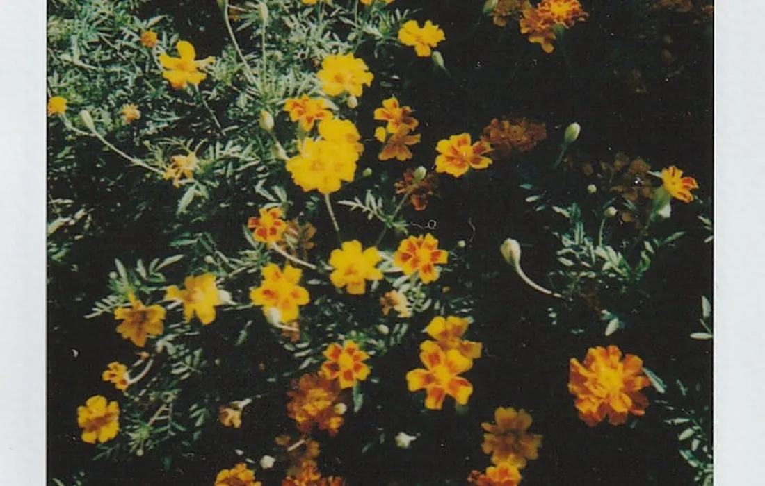 A cluster of bright yellow and orange marigold flowers in a garden bed with green foliage