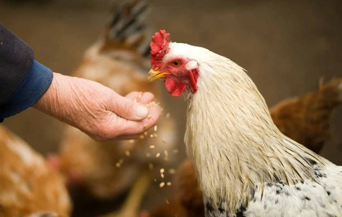 A chicken being hand-fed grains, illustrating moderation in treat feeding