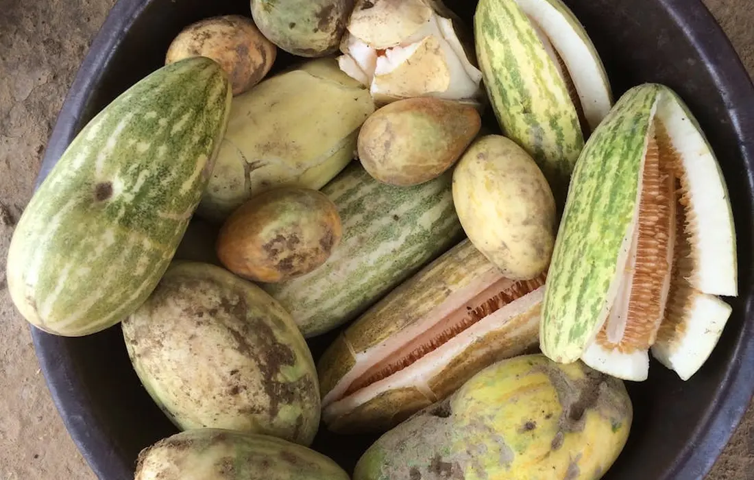 A bucket of mixed melons, some whole and several halved to reveal orange flesh and seeds, highlighting rind safety.