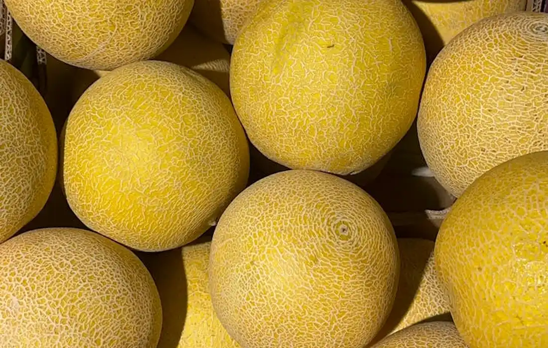 Close-up of yellow cantaloupe melons piled together