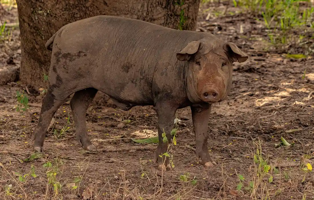 Outdoor scene with a muddy, brown miniature pig standing on dirt with sparse vegetation.