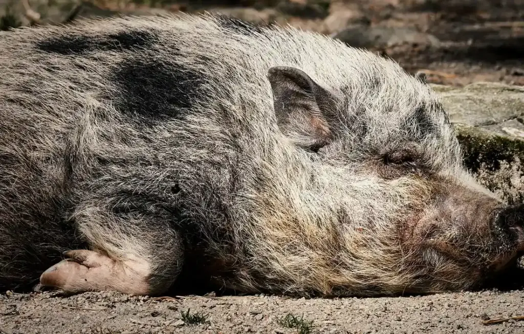 Feeding Your Micro, Miniature, and Mini Pigs Right: A Homesteader’s Nutrition Guide