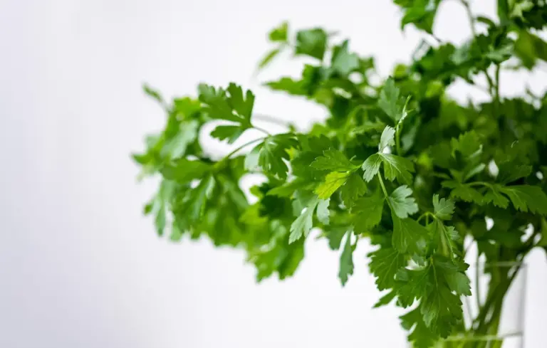 Fresh green herb leaves on a white background