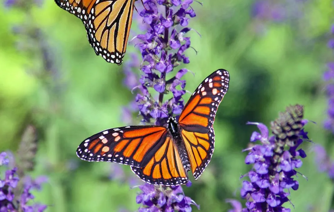 Two monarch butterflies perched on tall purple flower spikes in a garden.
