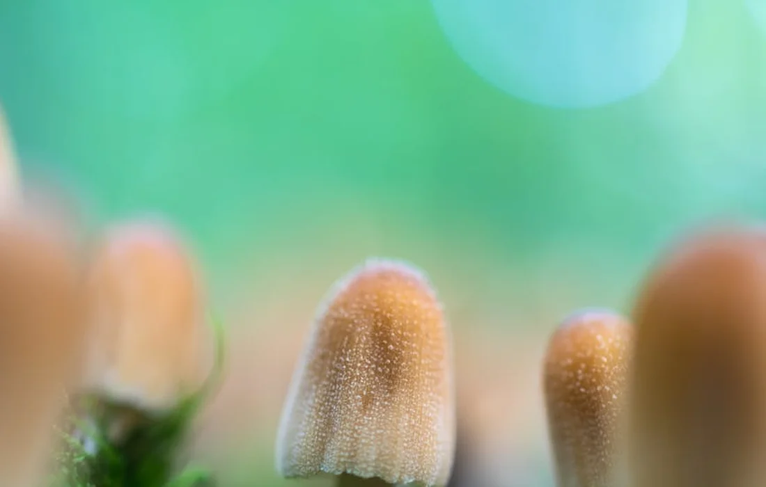 Close-up of small brown mushrooms with a soft, blurred green background