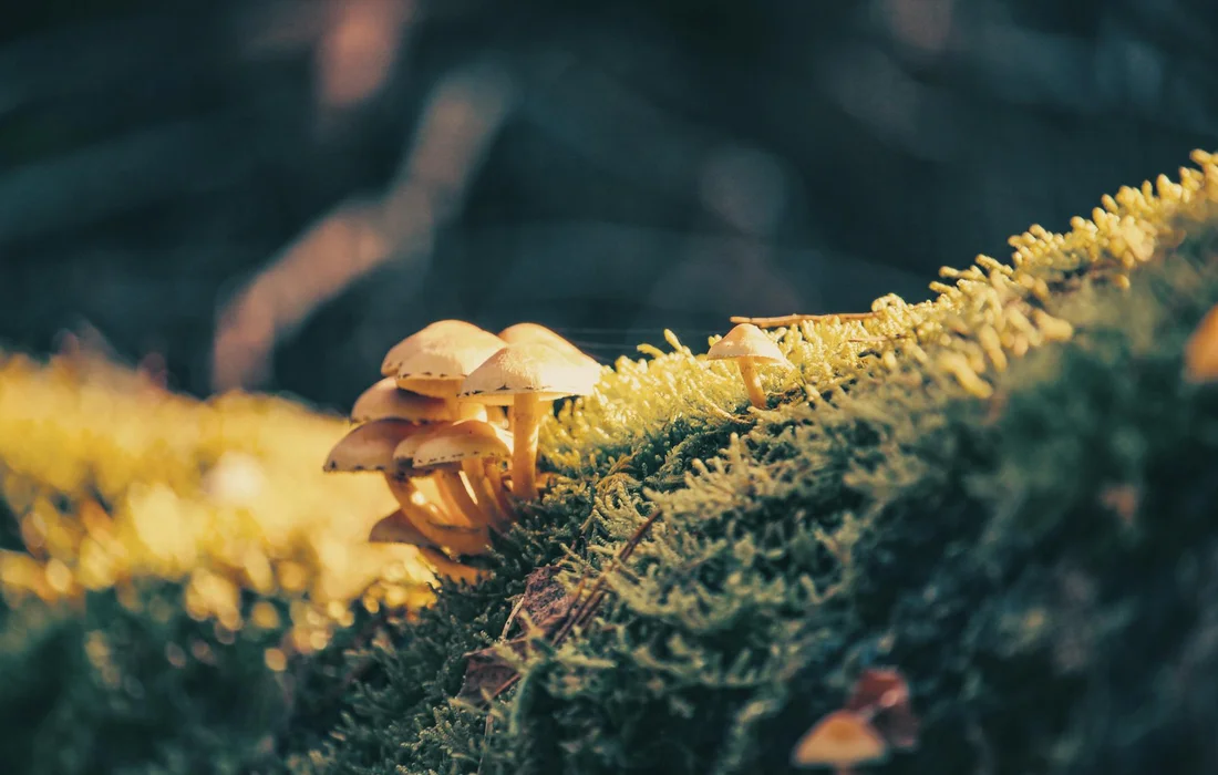 Cluster of small tan mushrooms growing on a moss-covered log in a sunlit forest.