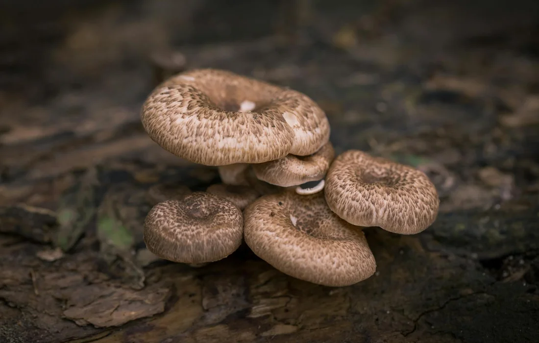 Brown, textured mushrooms clustered on a dark log