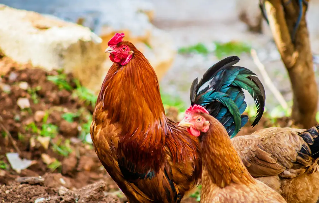 Two chickens in a rustic outdoor coop setting: a brown rooster in the foreground and a hen nearby on dirt ground with blurred greenery.