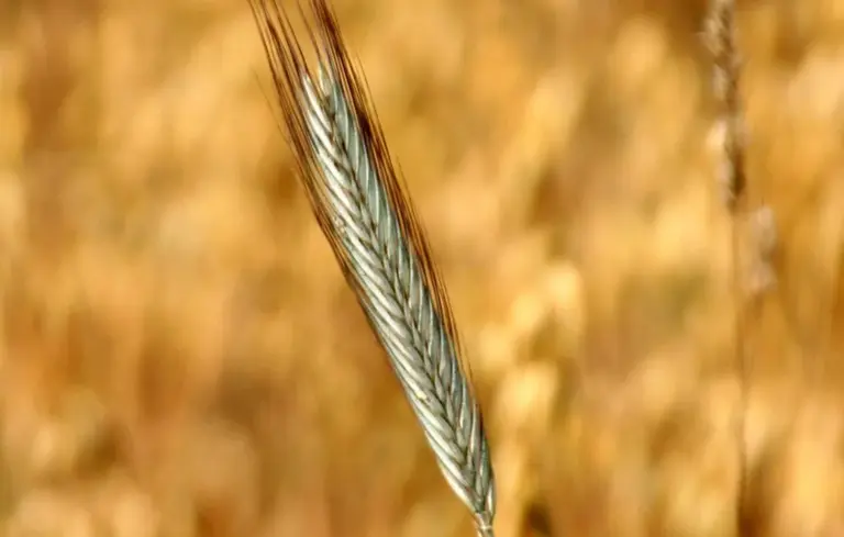 Close-up of a single oat grain with a blurred golden field in the background