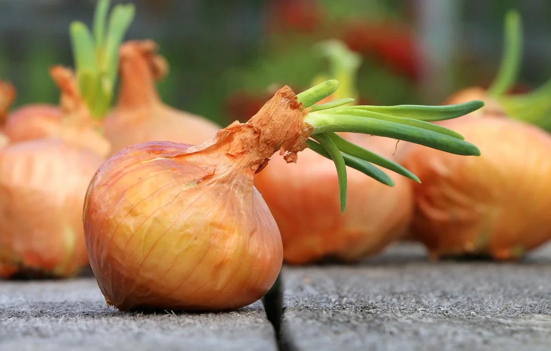 Close-up of onions with green shoots placed on a wooden surface, illustrating a natural barrier concept for livestock in a garden.