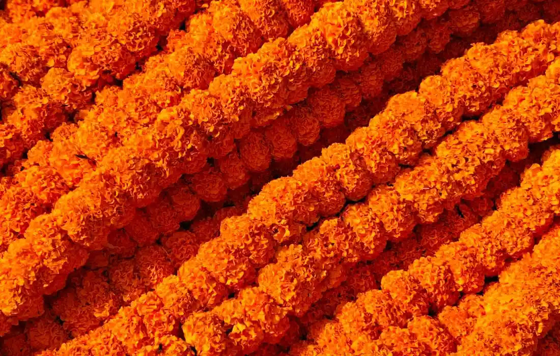 Close-up of bright orange marigold blossoms arranged in diagonal garlands