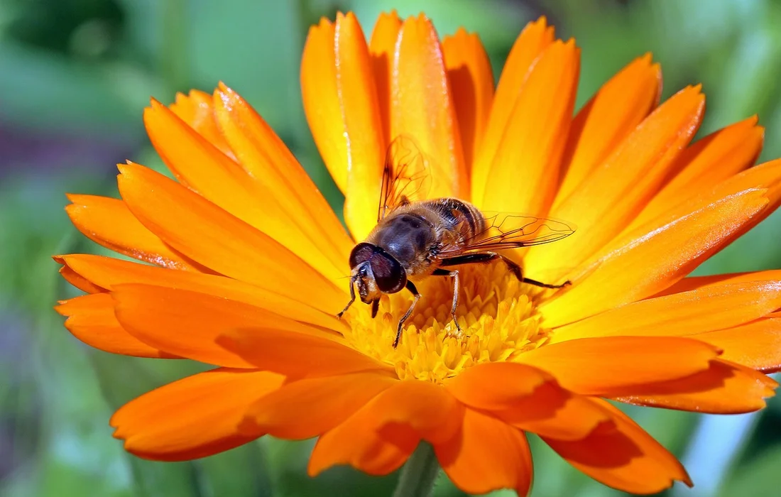 Close-up of an orange marigold flower with a bee at its center