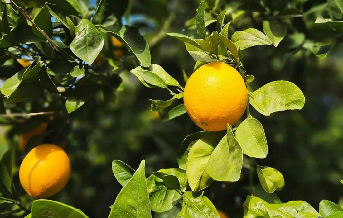 Close-up of ripe oranges hanging on a leafy orange tree.