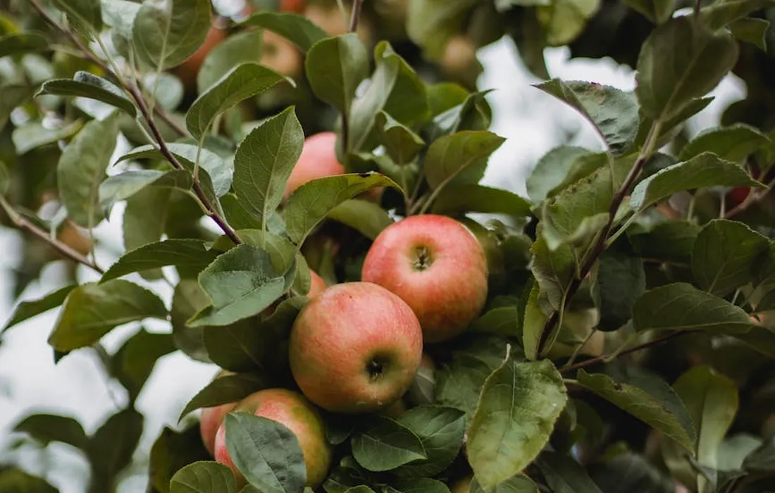 Red apples growing on a leafy apple tree