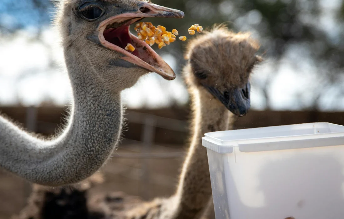 Two ostriches feeding corn from a plastic bin