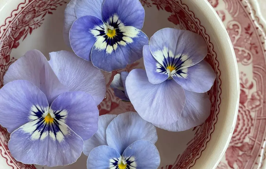 Close-up of purple and blue pansies (violas) arranged in a decorative ceramic bowl