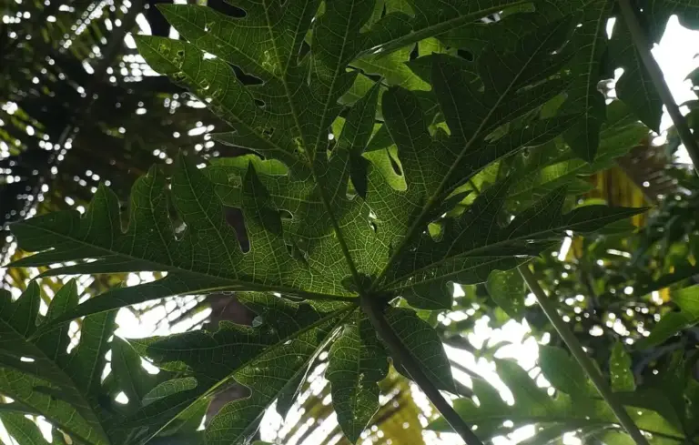 Close-up of palmate papaya leaves with a sunlit background