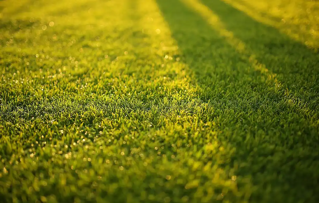 Lush, sunlit grass in a pasture illustrating prudent grazing management for sheep.