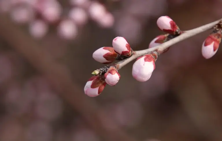 Close-up of pink and white peach blossoms along a tree branch with a soft, blurred background.