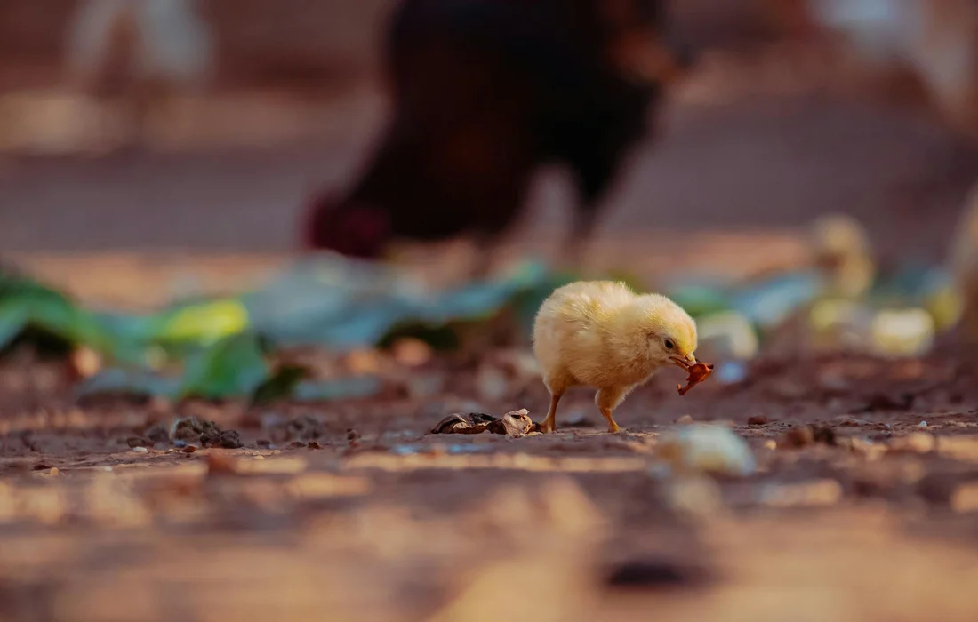 A small yellow chick pecks at the ground in a dirt chicken run, with a larger bird blurred in the background and scattered debris.
