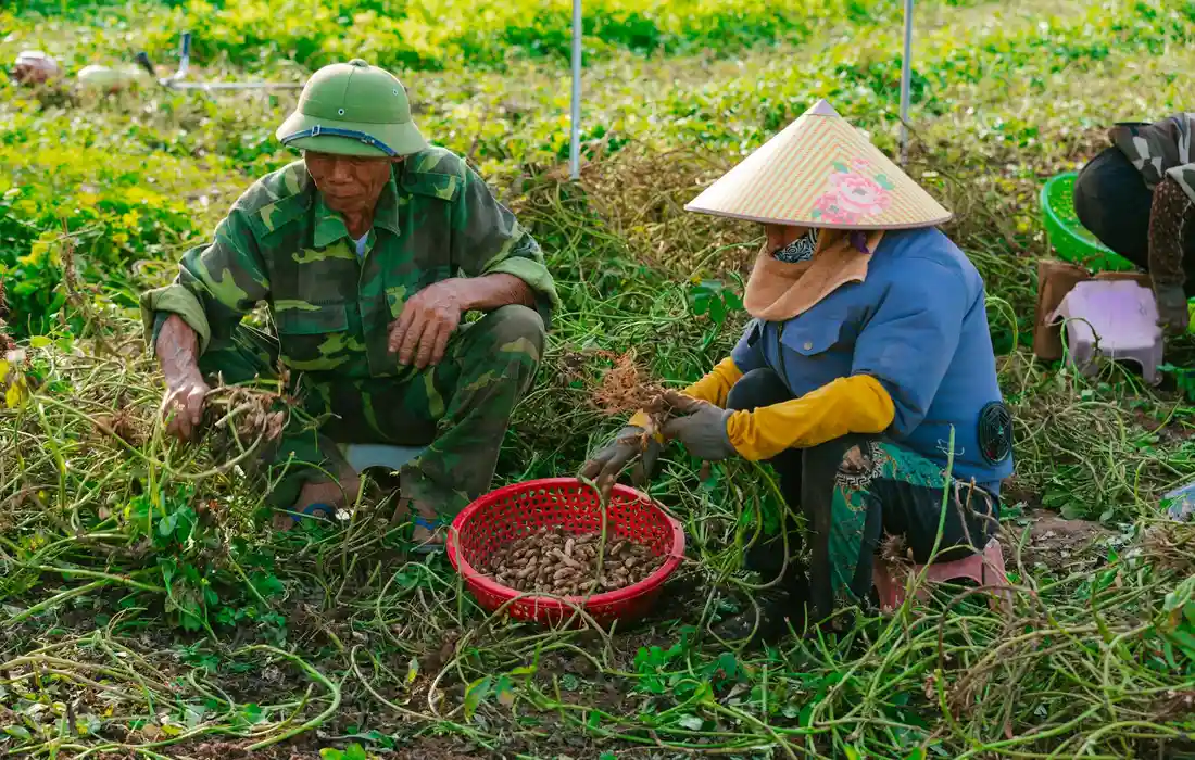 Two field workers harvest peanuts in a sunlit field; a red basket sits among the peanut vines.