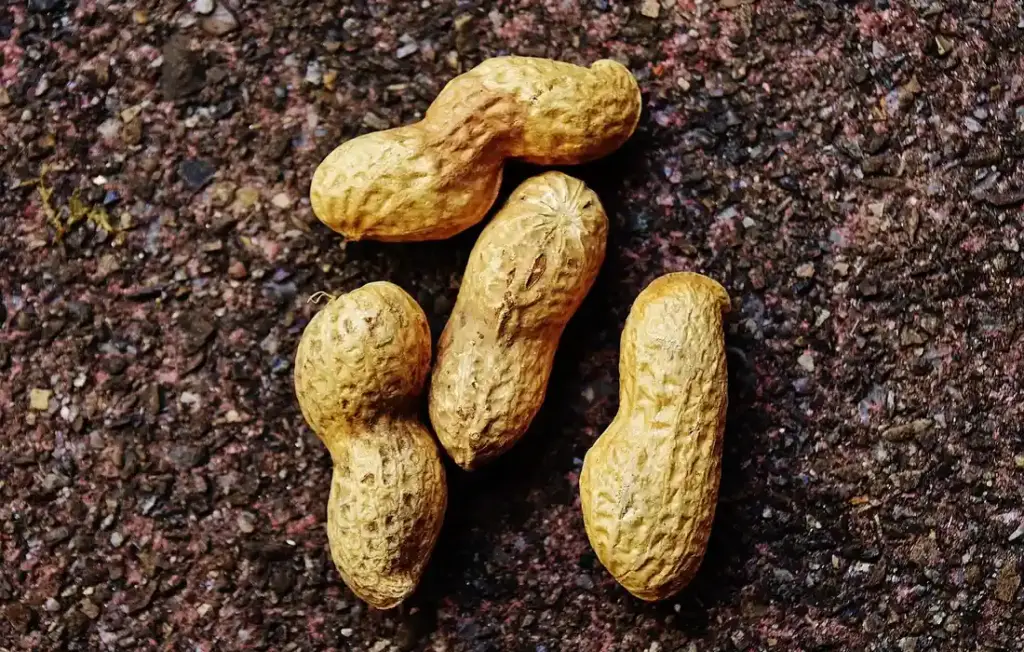 A Homesteader’s Guide to Feeding Chickens Peanuts: Safe Snacks & What to Avoid