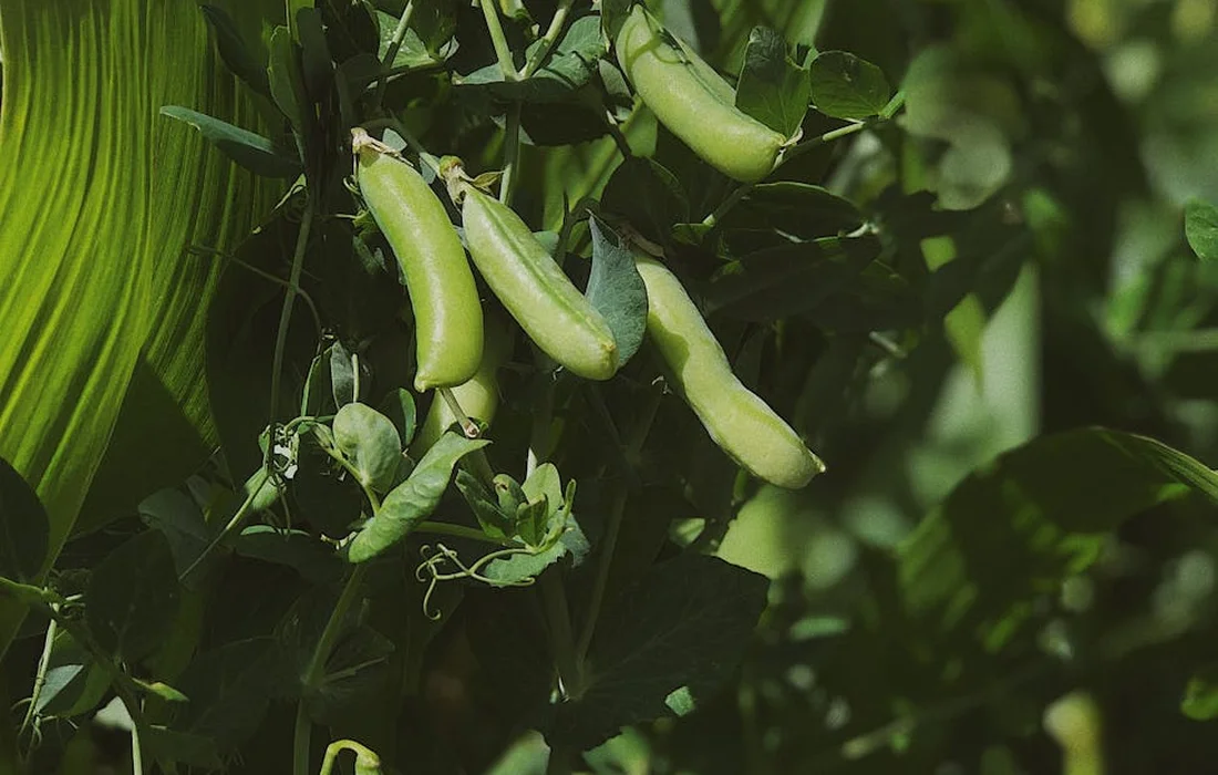 Green pea pods hanging from a vine among leafy garden foliage.