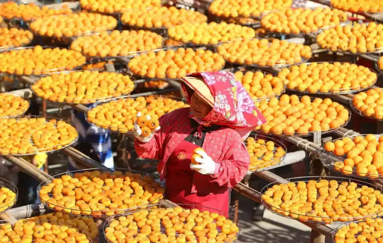 Person in a red hooded jacket standing among numerous drying persimmons laid out on racks.