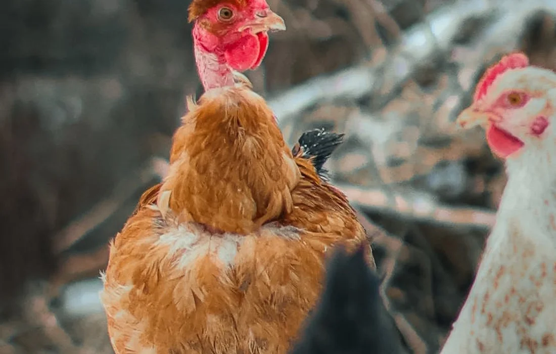 Close-up of a brown hen with a red comb in the foreground, with other chickens blurred in the background inside a coop.