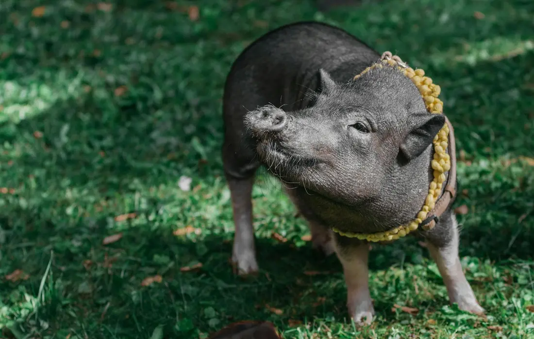 A pig standing on grass wearing a corn cob necklace, illustrating the cob-to-kernel concept for safe swine feeding.