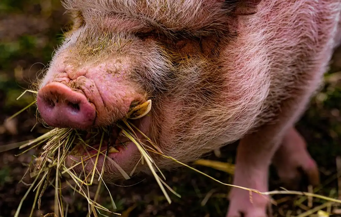 Close-up of a pig's snout with straw in its mouth