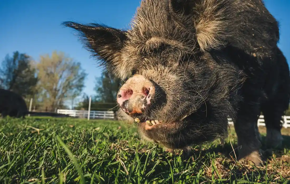 Close-up of a pig's snout in a grassy field with a blue sky and a fence in the background.