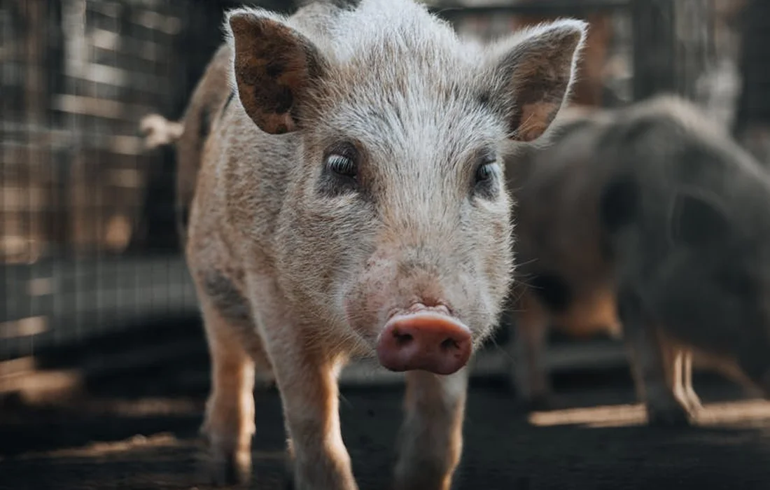 Close-up of a pig standing in a training pen, looking curiously at the camera, ready for truffle-hunting exercises.