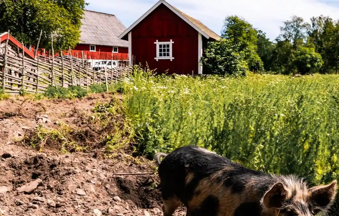 Pig in a field near a red barn with a wooden fence and tall green grass