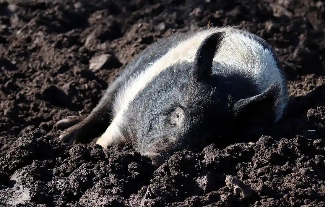 Pig lying in dark soil, partially buried and resting on its side