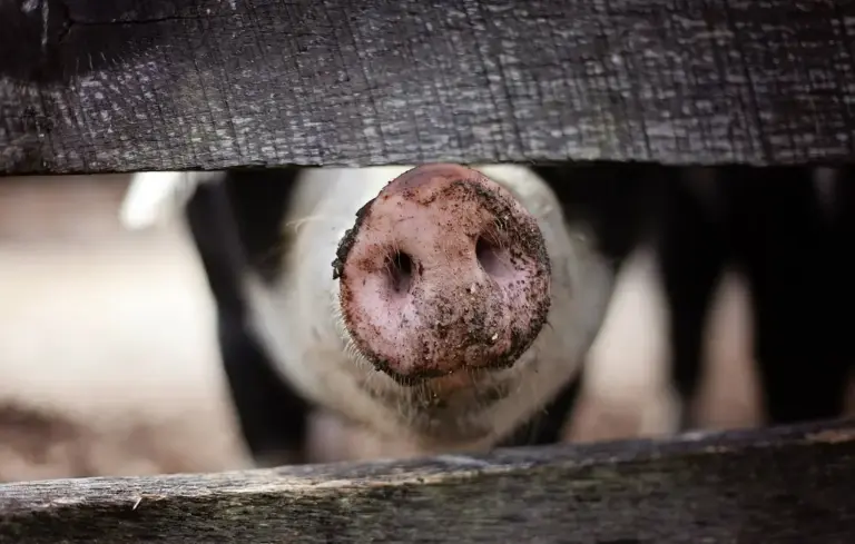Close-up of a pig's muddy snout peering between wooden slats