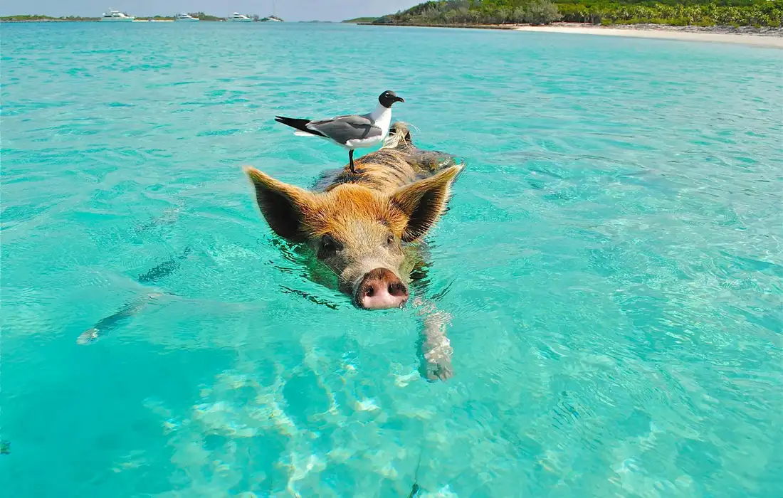 A small pig swims in clear turquoise ocean water with a seabird resting on its back near a sandy shoreline.