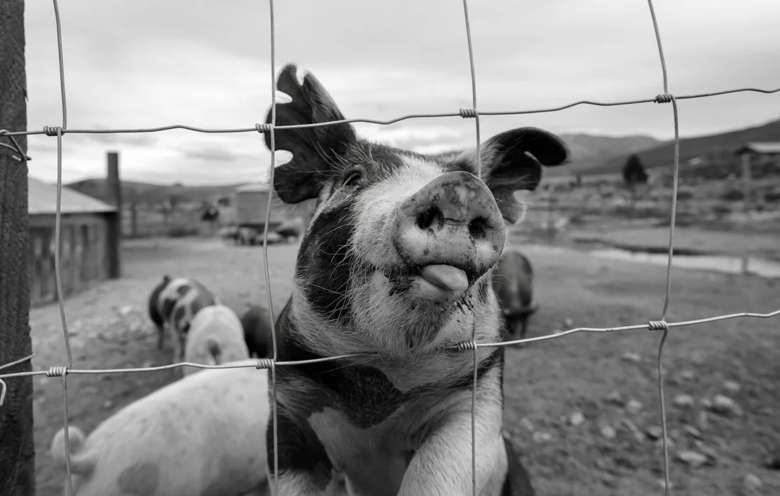 Close-up of a pig pressed against a wire fence, looking toward the camera in a rural farm setting.