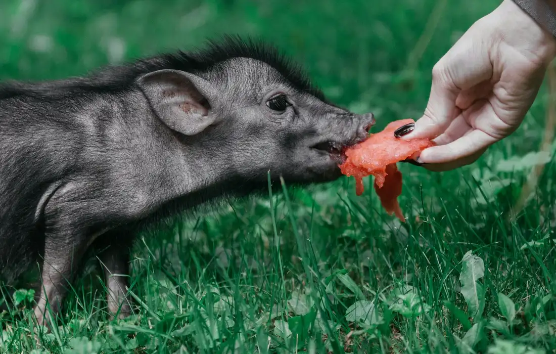 A young piglet in grass being offered a red snack by a human hand.