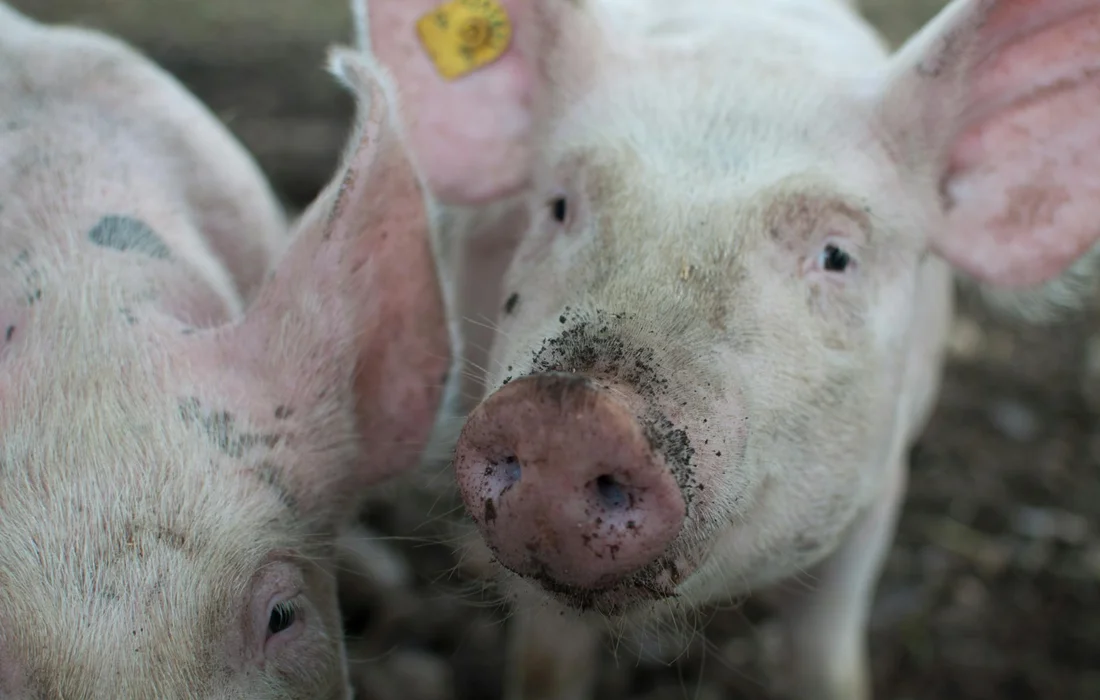 Two piglets with pink snouts and dirt on their noses, looking toward the camera