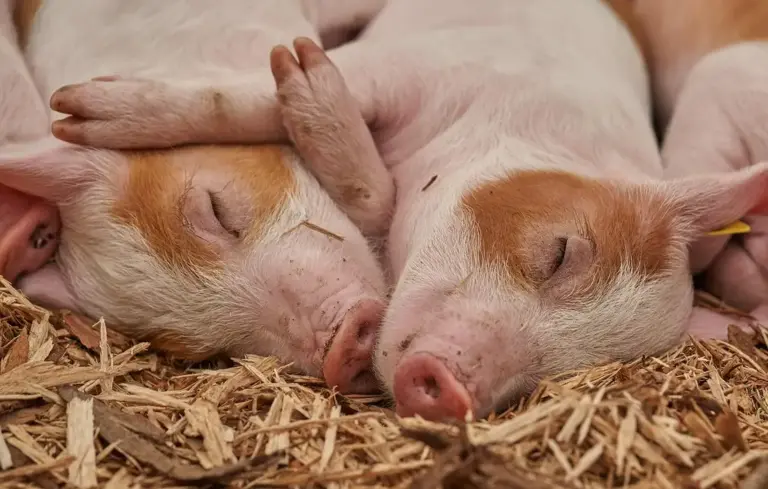 Two piglets sleeping on straw bedding
