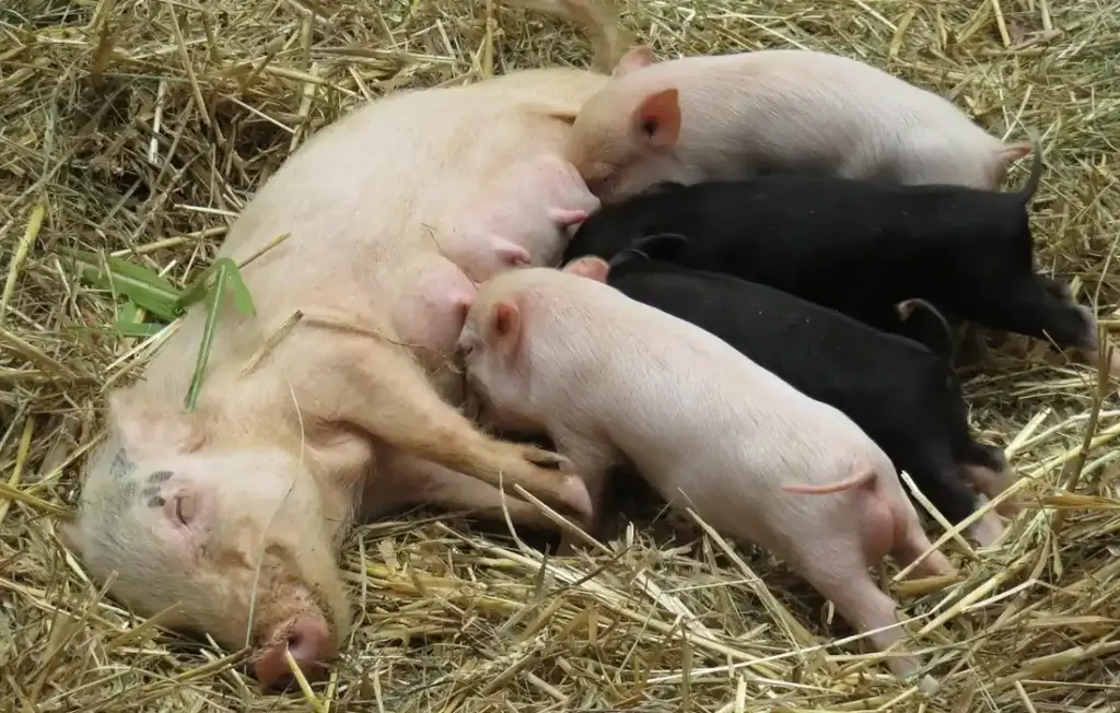 A Pig Farmer’s Guide to Spotting and Solving Nutritional Gaps